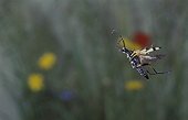 Long-horned beetle in flight Auvergne France