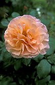 Rose horticole France