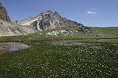 Cotton grasses in wetland area of Massif des Cerces Alps