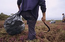 Coupe de la bruyère dans une lande France ; Beuzec-Cap-Sizun, 1er août 2004.