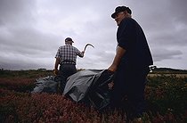Entretien de la bruyère dans une lande France ; Beuzec-Cap-Sizun, 1er août 2004.