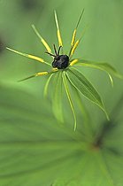 Fleur of Parisette with four leaves Lorraine France ; In forest of Marbache. Also called “grape of the fox” in Lorraine. <br>