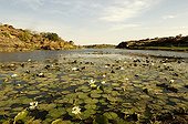 Nénuphars dans le plan d'eau du barrage de Sangha Mali ; En Pays Dogon.