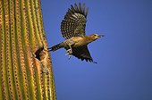 Gila Woodpecker at nest in Saguaro blossom Arizona USA ; Gila Woodpecker feeds on nectar and insects in the Saguaro cactus blossom and makes holes in Saguaro cactus for their nests.