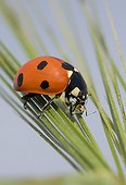 Sevenspotted lady beetle eating an Aphid on a Barley's ear