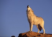 Wolf howling on a rock the USA