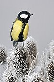 Great Tit posed on frosen teasels France