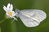 Moroccan Orange Tip on a flower Correze France