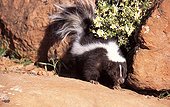 Striped skunk on rock the USA