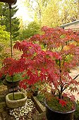 Erable du Japon en pot dans un jardin en Alsace