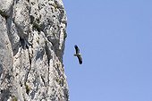 Egyptian Vulture flying over Falaises de Montmirail Vaucluse