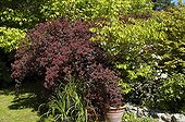Atlantis ninebark 'Diabolo' Zelkova and Clematis Loiret ; The garden of Chantal and Alain.<br>
