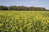 Mustard field in catch culture France   ; Catch culture or green manure.  