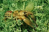 Spinycheek Crayfish Kärnten Austria