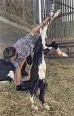 Stockbreeder suspending Holstein new born calf France  ; To release the respiratory tracts.  
