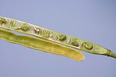 Silique of Turnip with aborted seeds France ; @ To abort.  <br>Abortion caused by stresses or various deficiencies (boron), February 23, 2004.