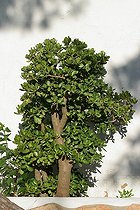 Crassula en terre à Ibiza Espagne