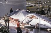 Whale in a factory of cutting-up Iceland 