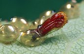 Hatching of a larva of Bedbug on a leaf of Rose tree 