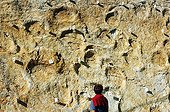 Footprints of Diplodocus in rock at the roadside Ain France ; These footprints were printed on a muddy field (lagoon at low tide) by a herd of Diplodocus. 