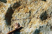 Footprints of Diplodocus in rock at the roadside Ain France ; These footprints were printed on a muddy field (lagoon at low tide) by a herd of Diplodocus. 