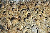 Footprints of Diplodocus in rock at the roadside Ain France ; These footprints were printed on a muddy field (lagoon at low tide) by a herd of Diplodocus. 