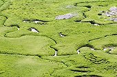 Wetland of altitude above the valley of Laverq  ; Braided river. The zone results from the progressive filling of an old lake. 