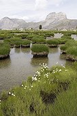 Wetland of altitude above the valley of Laverq  ; The zone results from the progressive filling of an old lake. On the back ground, the Grande Séolane.