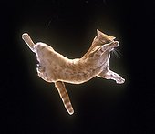 Fall of domestic cat  