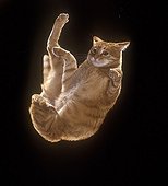 Fall of domestic cat  