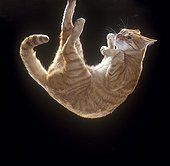 Fall of domestic cat  