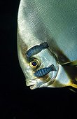 Isopodes parasiting a Pinnate batfish Bandasea Indonesia ; Wakatobi Dive Resort.