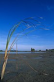 Etang de Lindre en période d'étiage France