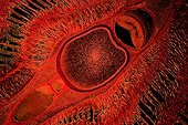 Transversal cut of sea lamprey on black bottom ; Lighting in black bottom. Enlargement X 100.