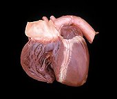 Cut circulatory system of a heart of sheep 