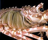 Gills Respiratory system of a lobster  