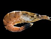 Gills Respiratory system of a lobster  
