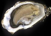 Open oyster Studio 