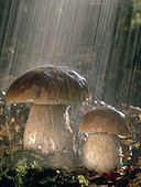 Boletus of Bordeaux under the rain France  