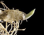 Rhizome of Fragrant Solomon's Seal in close-up