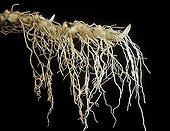 Rhizome and roots of Fragrant Solomon's Seal 