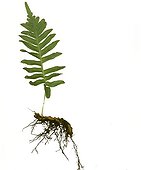 Fern and roots in studio 
