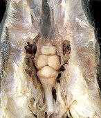 Fish brain 