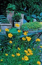 Coréopsis et table avec potées au Jardin Doudou Bayol  ; Commune de Saint-Rémy-de-Provence