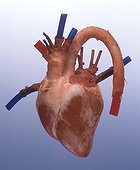 Heart of Sheep and description of the vessels ; Veins in blue<br>Arteries in red