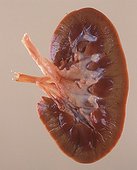 Longitudinal section of a kidney of Pig