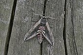 Privet hawk moth on wood United-Kingdom