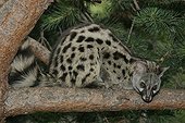 Small-spotted genet on a branch