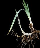 Rhizome and foliage of Iris 