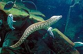 Mediterranean moray swimming La Rochelle Aquarium France